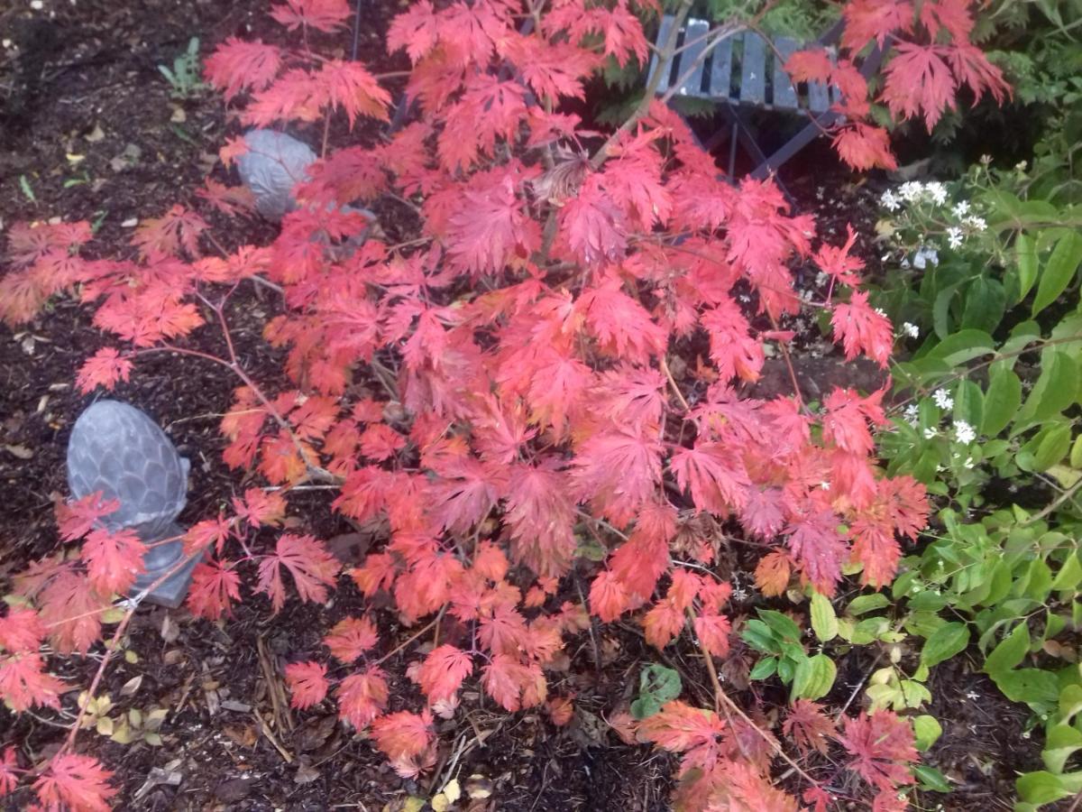 La Haie A Cerf Watronville エクステリア 写真